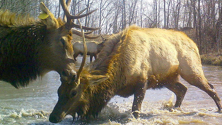 elk_virginia_first_light.jpg