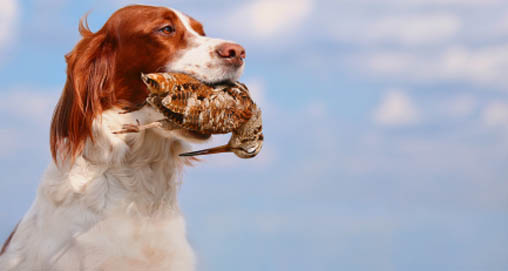 2012627151720-gd_hardmouth_home.jpg