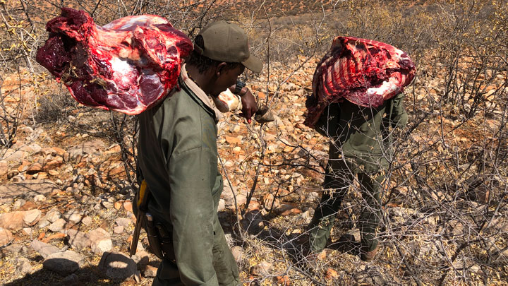 Hunters packing out quartered meat