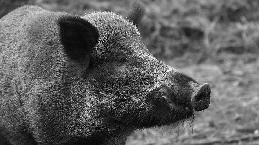 feralhog1.jpg