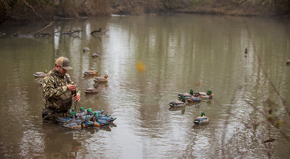 Hunter putting out mallard decoys.