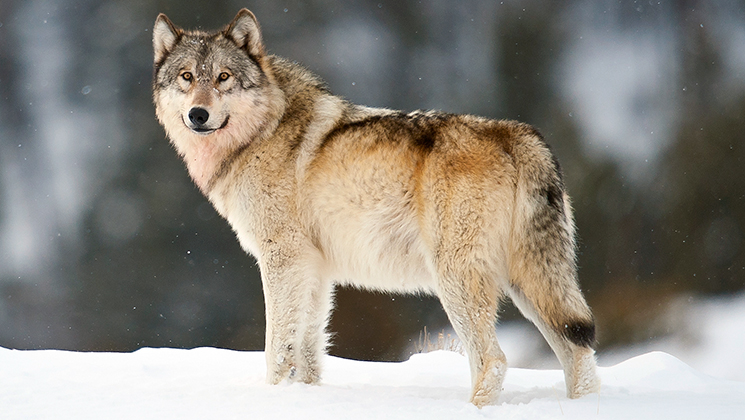 Second Wolf ‘Incident’ in Exact Same Location Leaves Little Doubt About ...