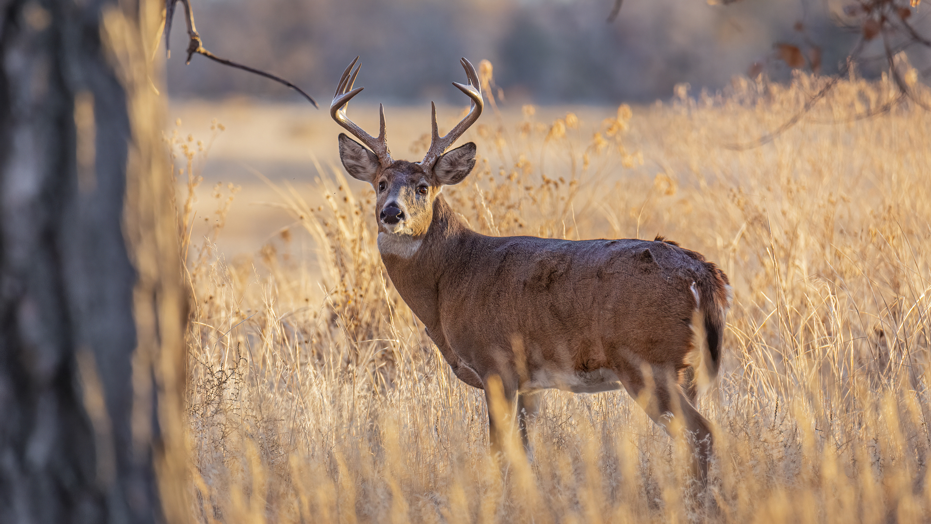 Whitetail Deer In Field