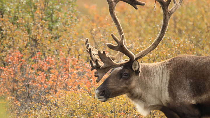 Alaska Opens Hunting Permit Raffle to Offset COVID-19 Loss | An ...