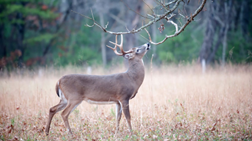 When and What Deer Scent to Use