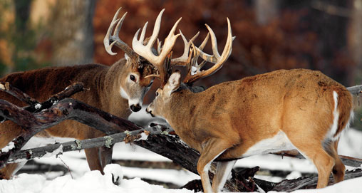 10 Million Deer Hunters Roll Out for the Rut | An Official Journal Of ...