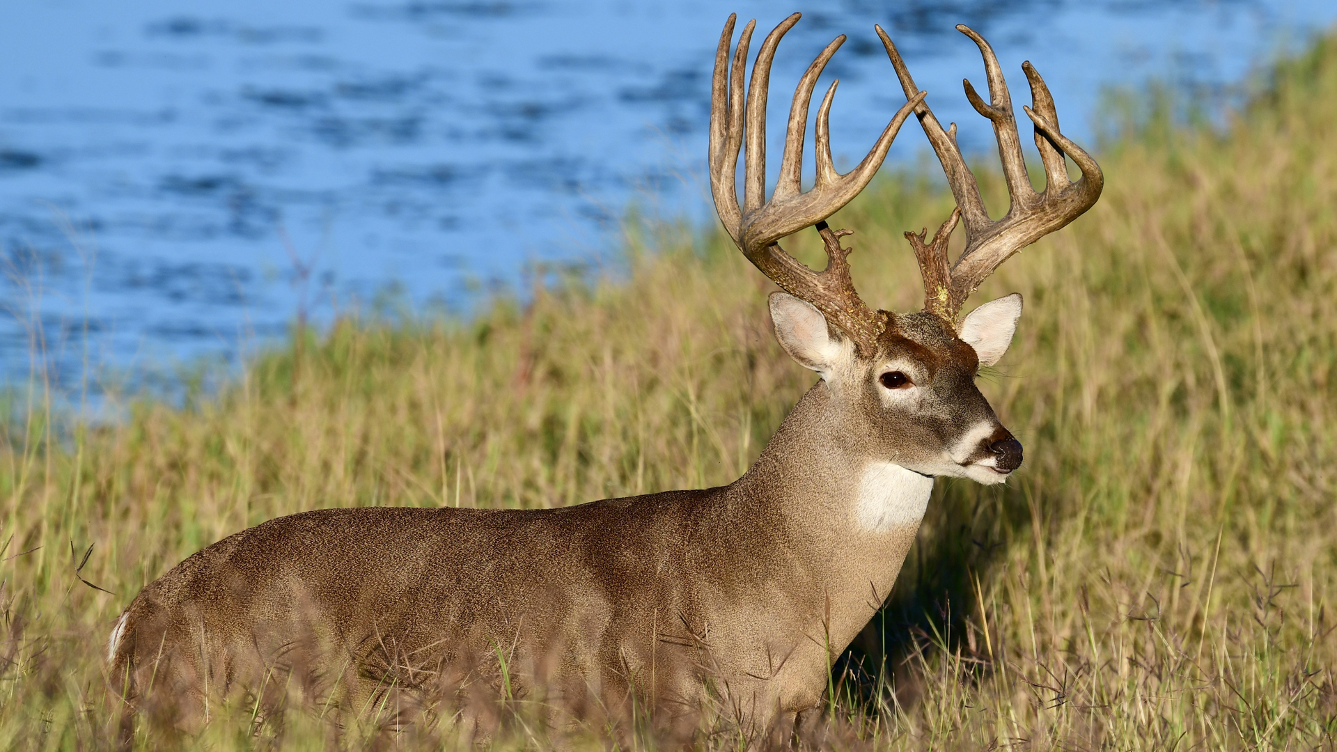 Whitetail Buck