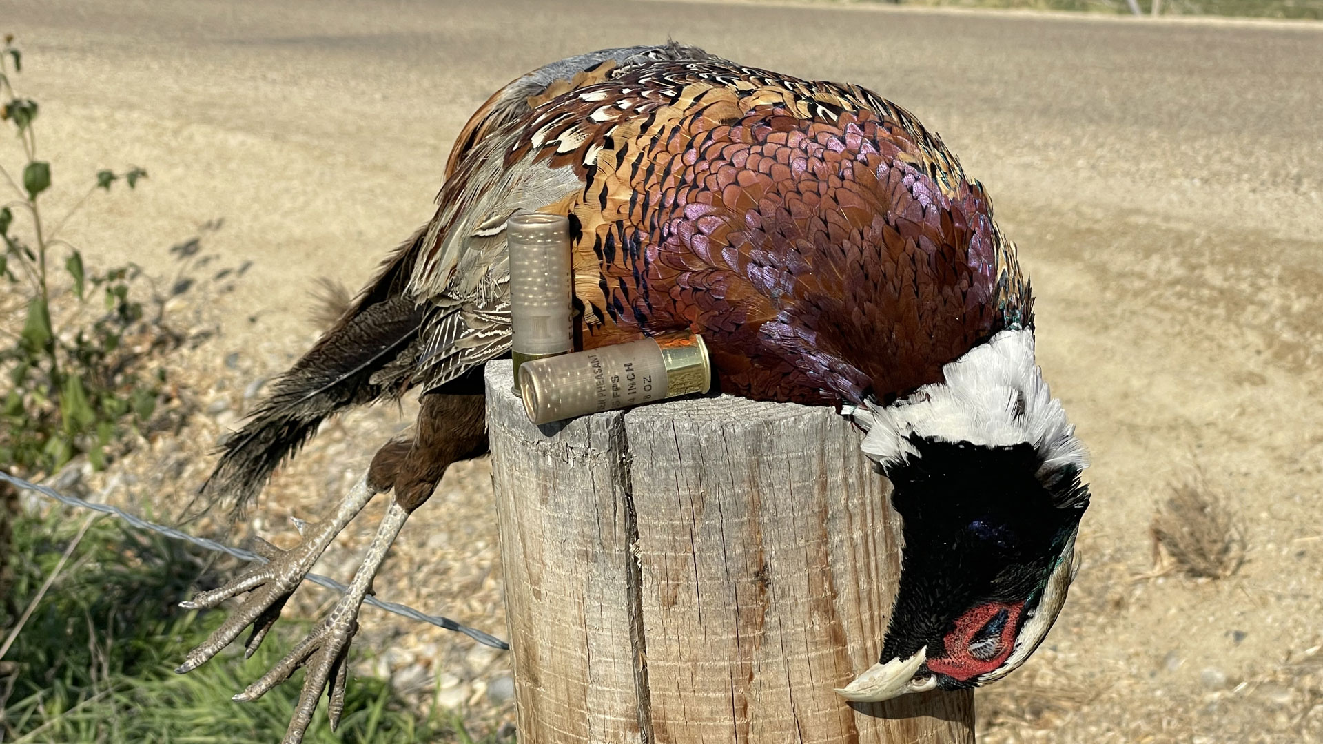 Lede Pheasant
