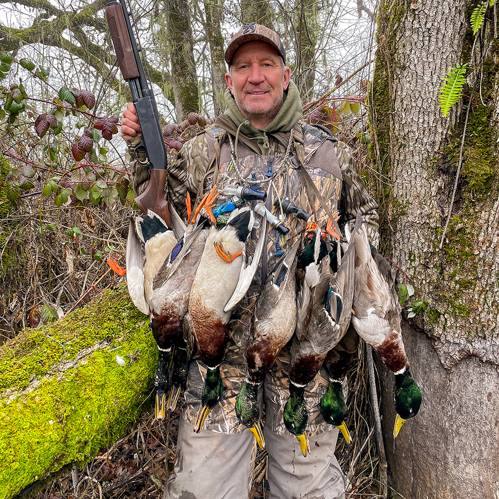 Male duck hunter holding limit of mallard drakes.