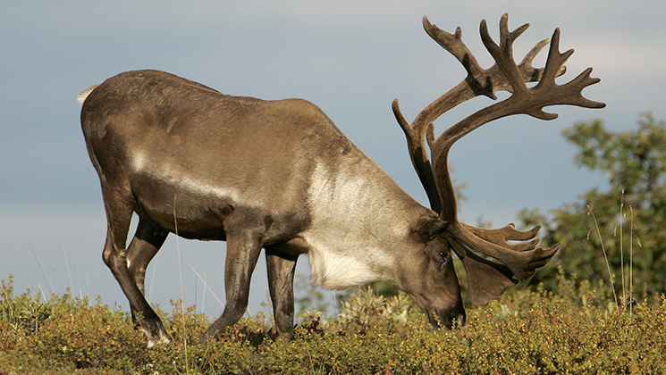 Quebec to Close Last Caribou Hunt for “Undetermined Period” | An ...