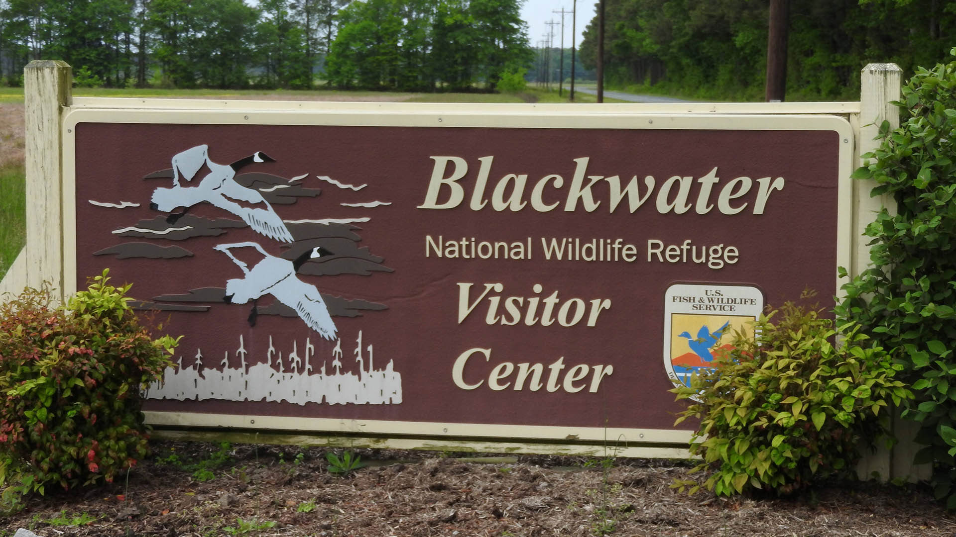 Blackwater National Wildlife Refuge