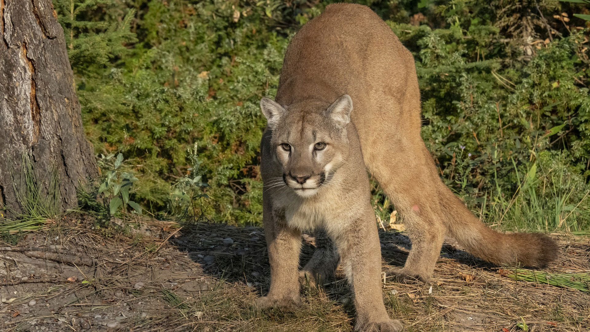 Mountain Lion