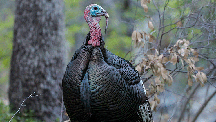 Discover the Alluring Gould’s Turkey of Mexico’s Sierra Madres | An ...