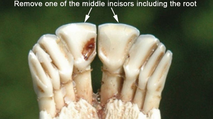 mainvermont-tooth-image.jpg
