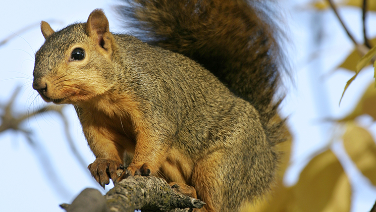 Know-How: Shake a Stick at Spring Squirrels | An Official Journal Of ...