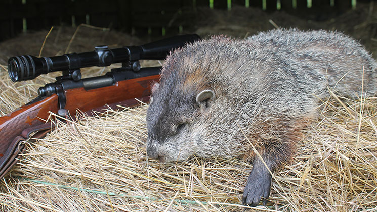 3 Reasons Why Deer Hunters Should Shoot More Groundhogs | An Official