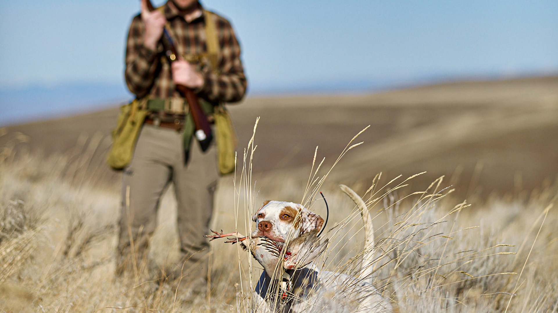 How To Hunt Chukar Lead