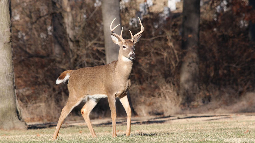 deer-manicured-grass.jpg