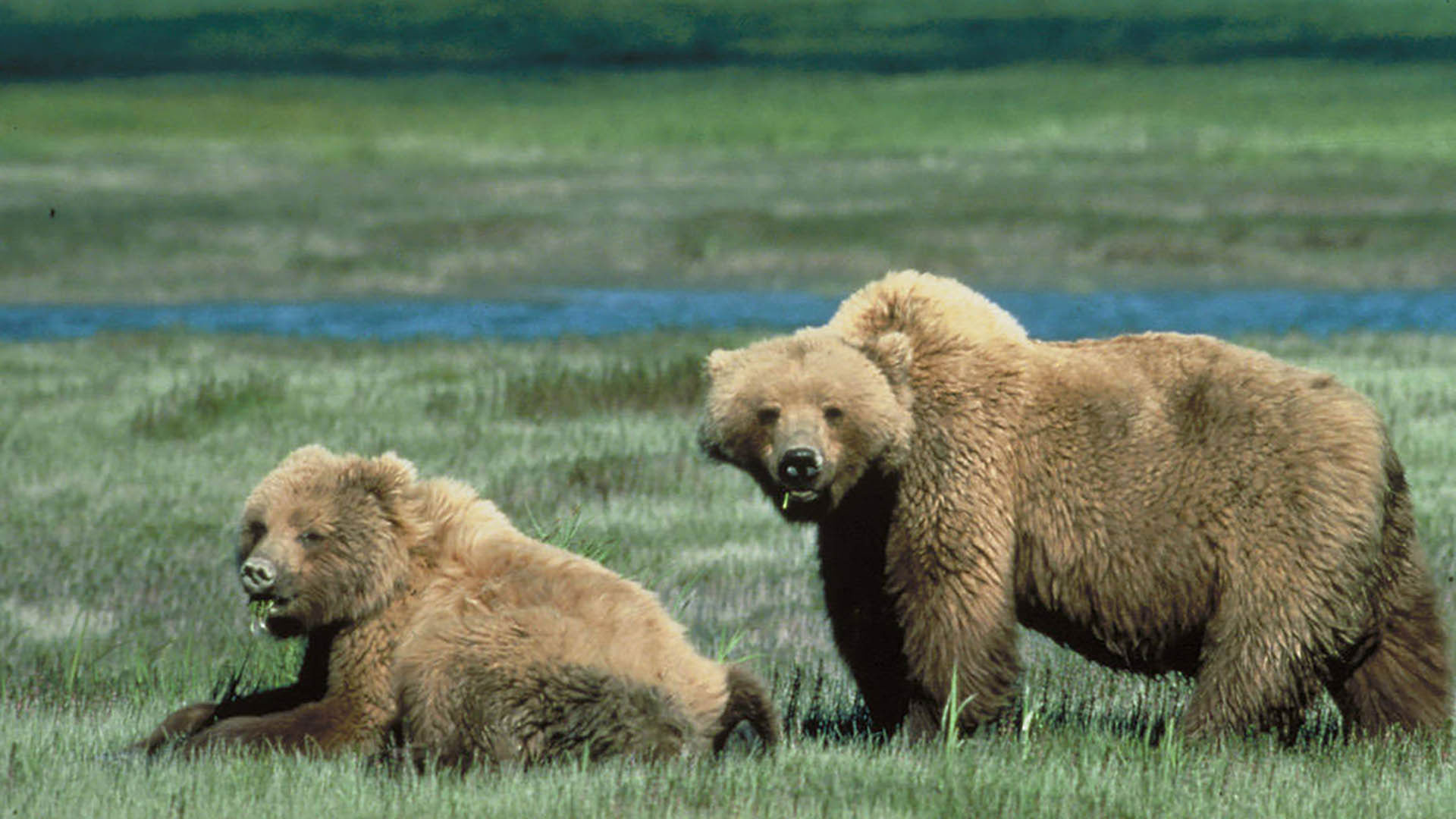 Grizzlies in the grass