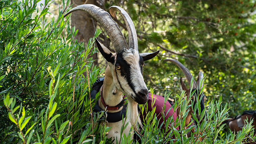 Pack Goats: The Premier Pack Animal You've Probably Overlooked