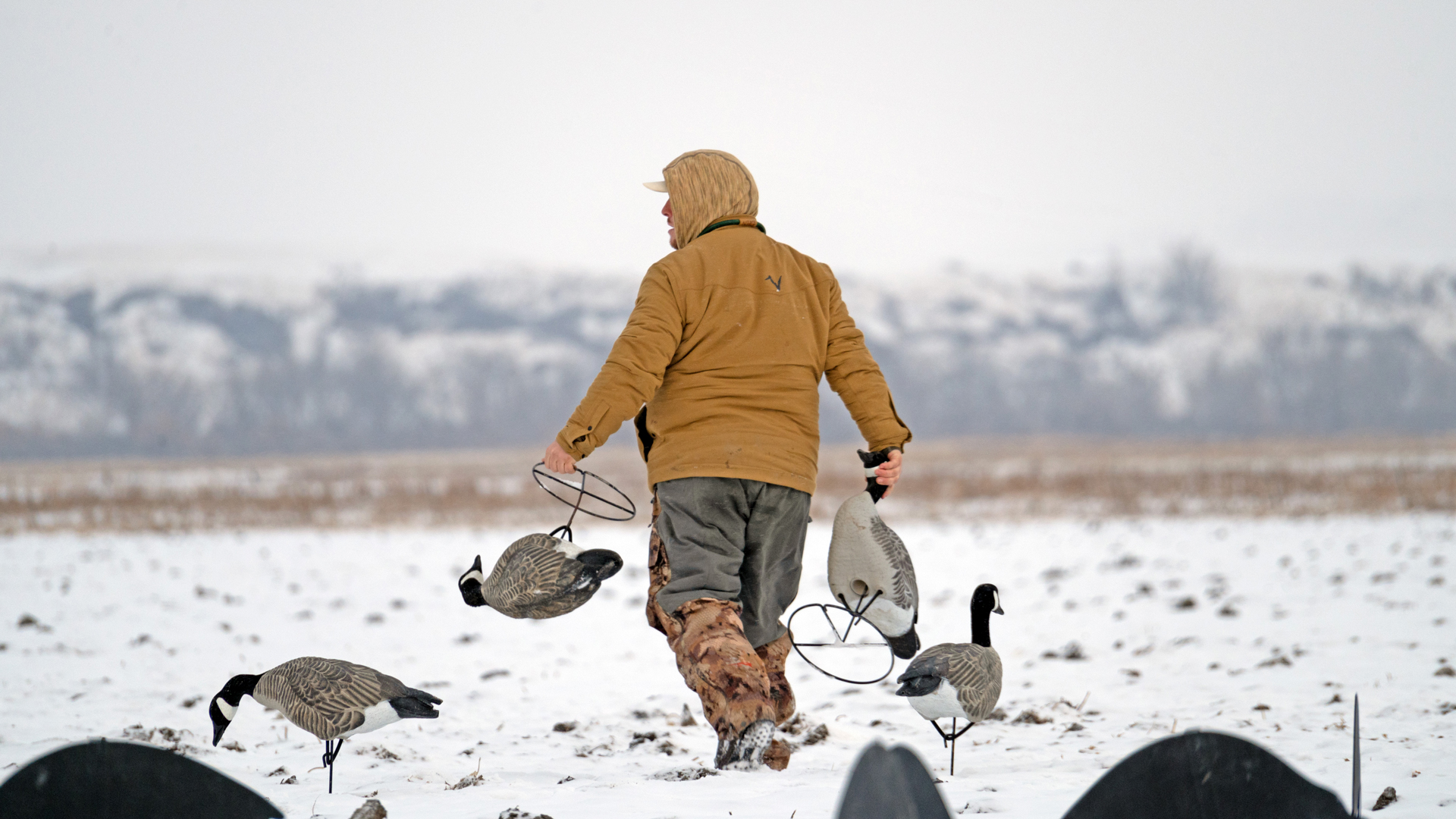 Man wearing blaze orange hoodie walking goose decoys into snowy field with mountains in background
