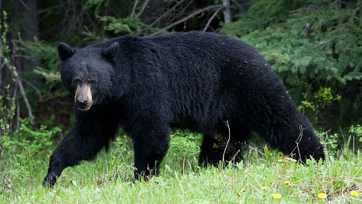 donjones_black-bear04084d.gif