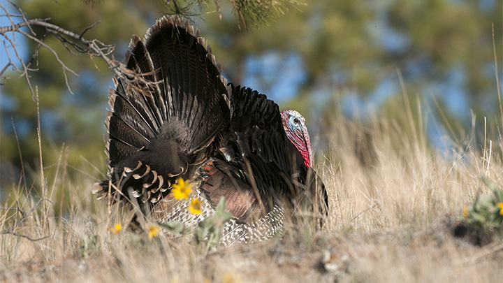 how-to-scout-silent-gobblers_lead.jpg