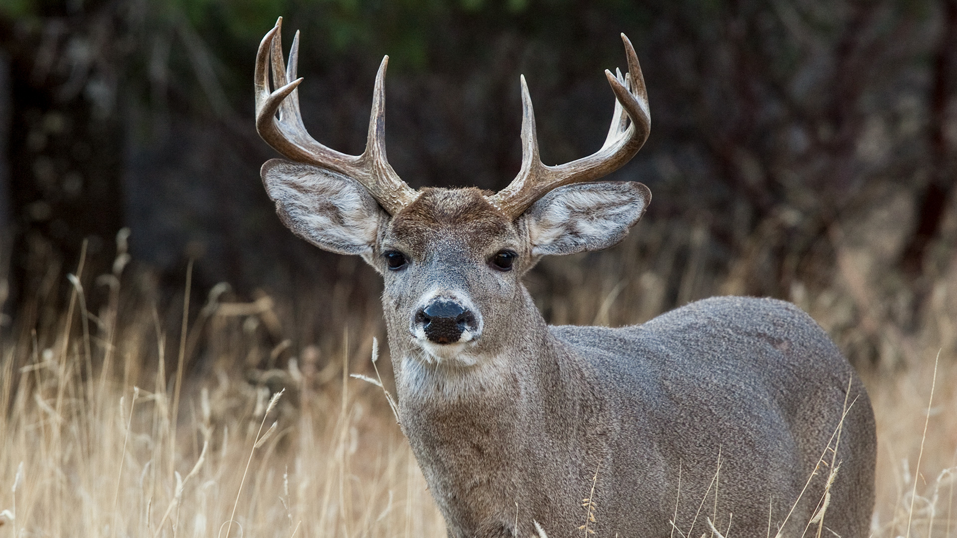 A Coues Buck For Half Pint Lead