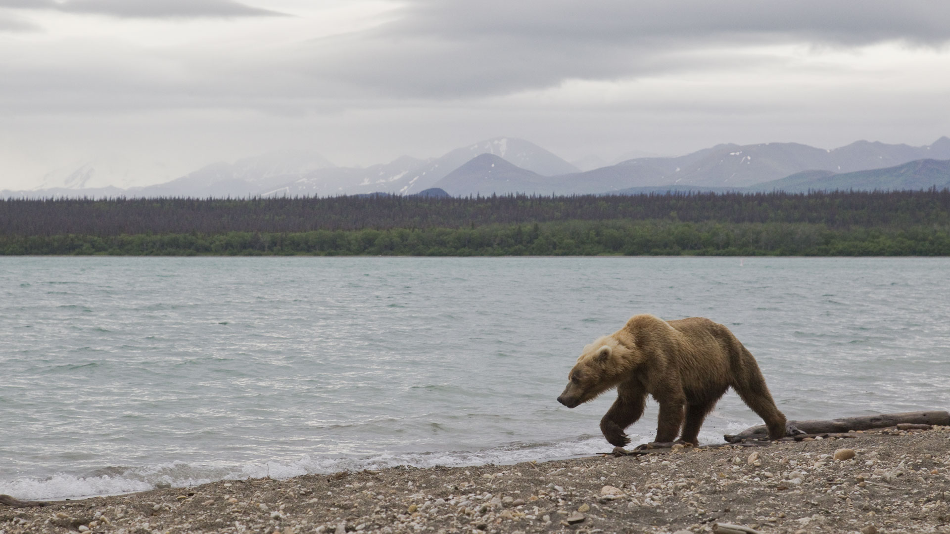Bear Walking By River