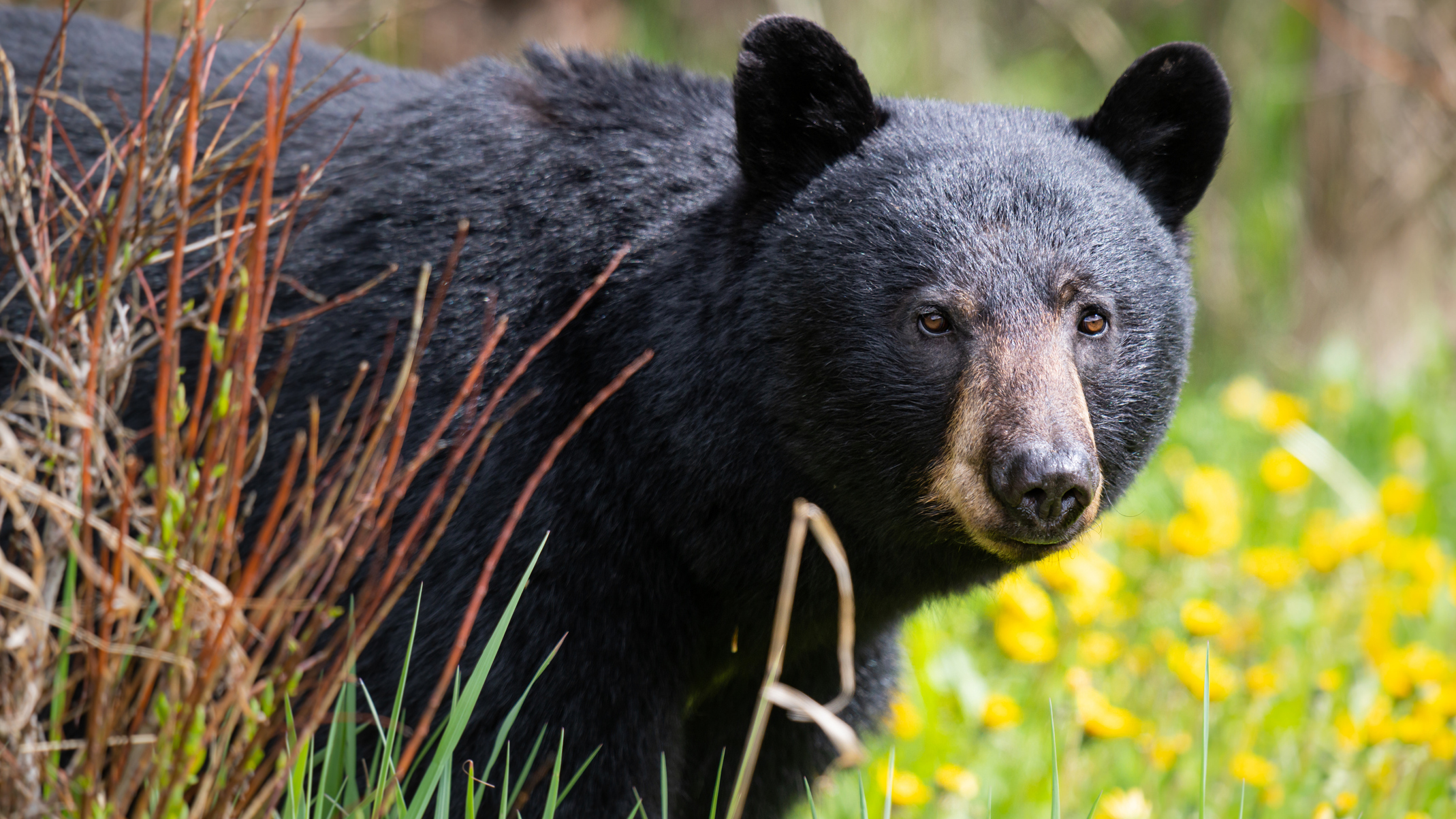 Black Bear Lede