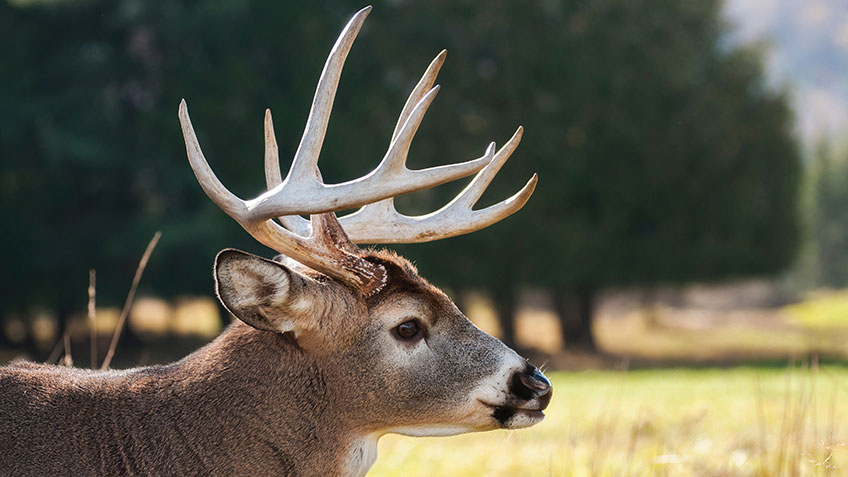 howto-agewhitetail_lead.jpg