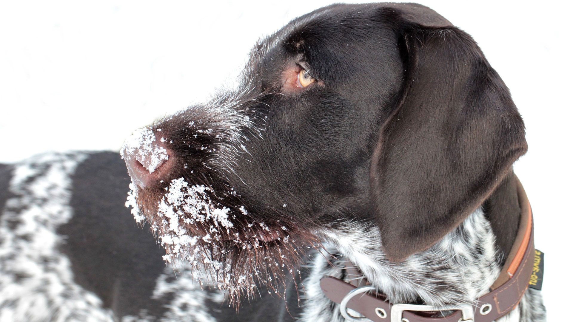 Hunting Dog
