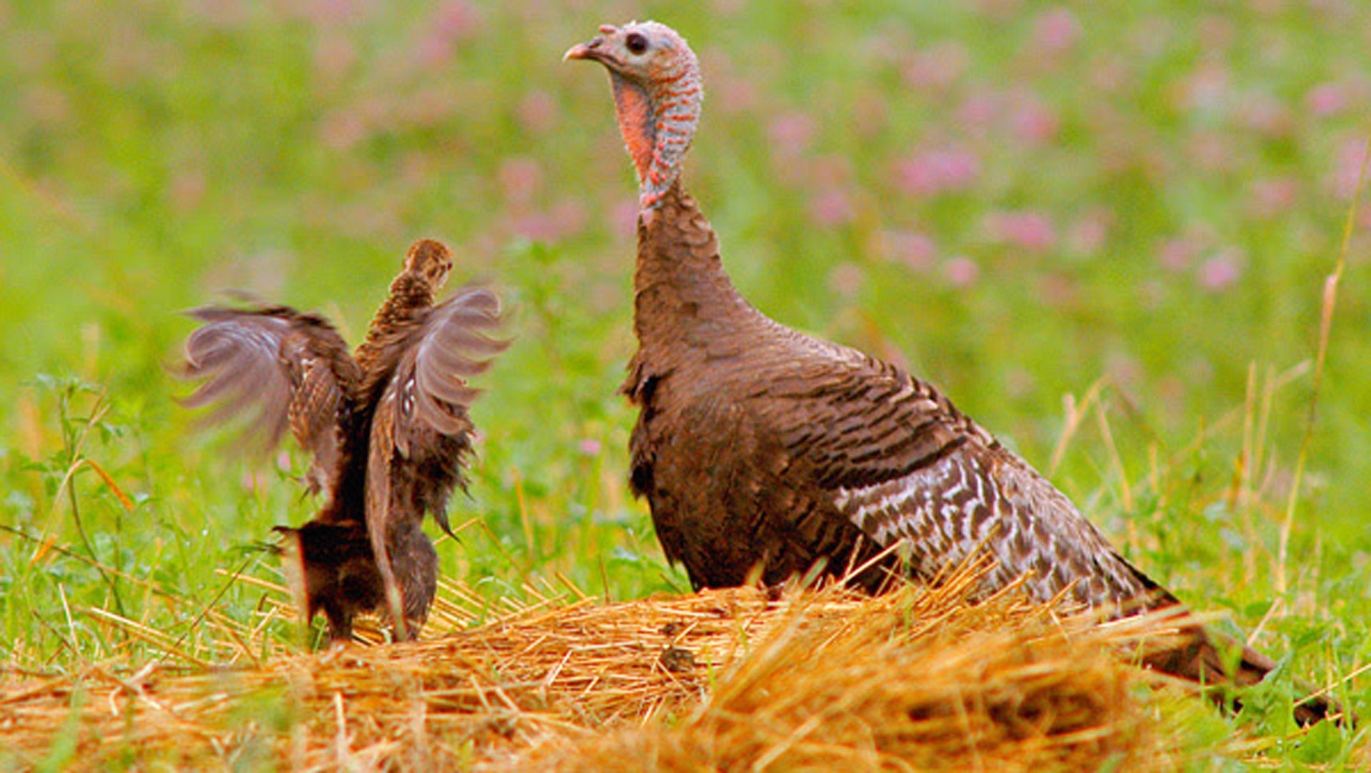 Mainturkey And Poult