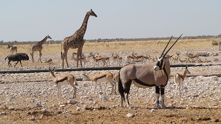 5_reasons_hunt_african_plains_game_f.jpg