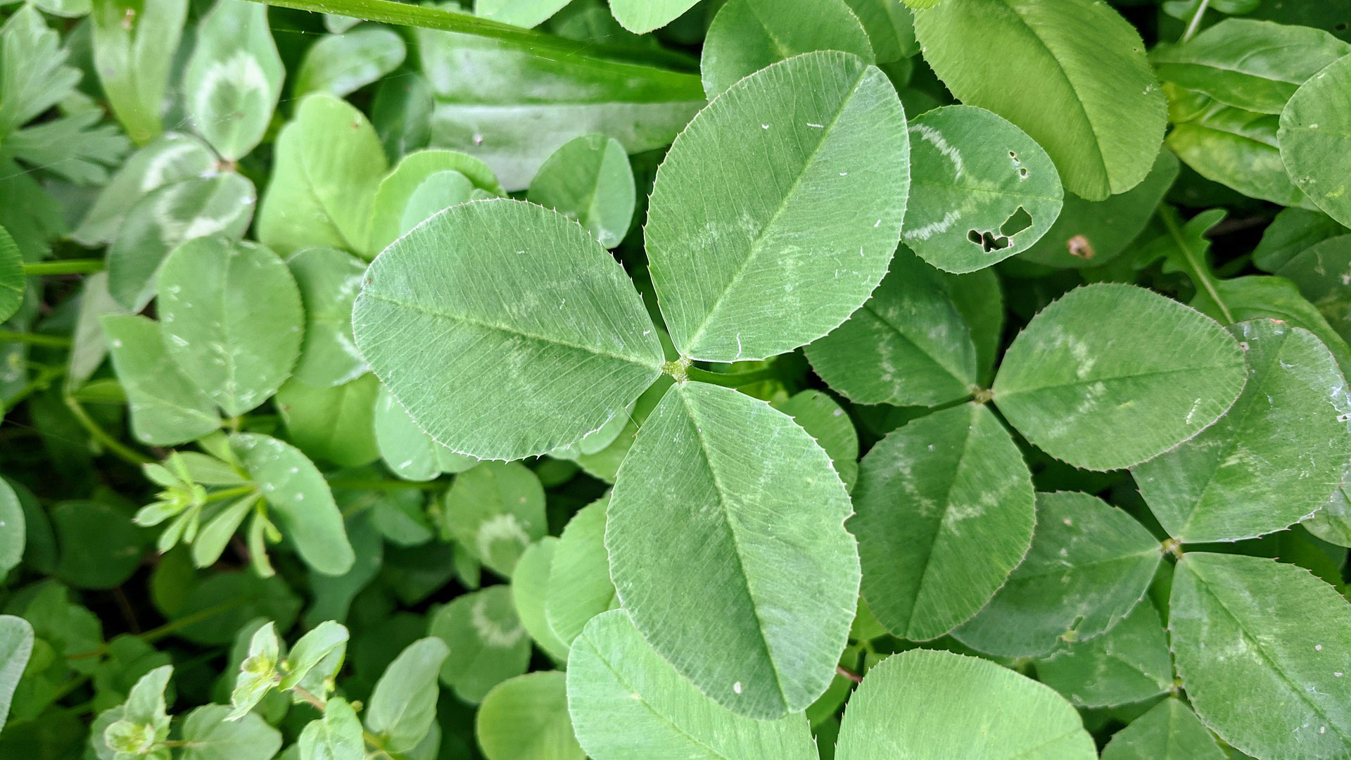 Clover