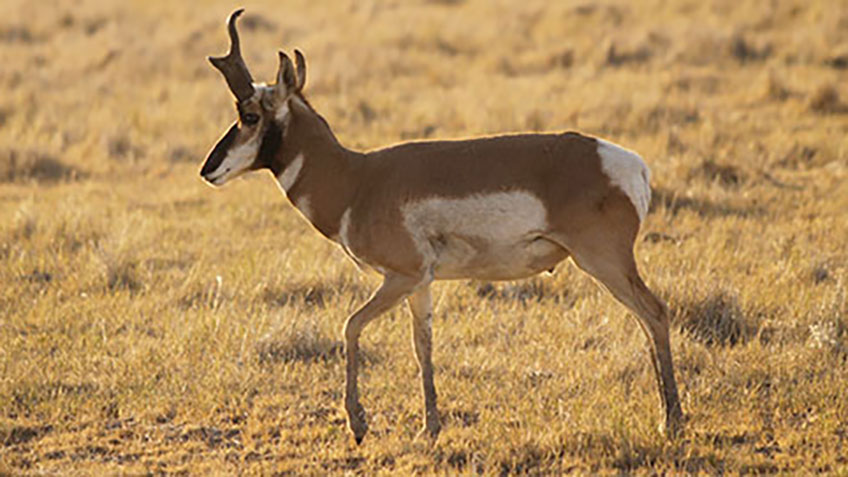 pulic-landpronghorn_lead.jpg