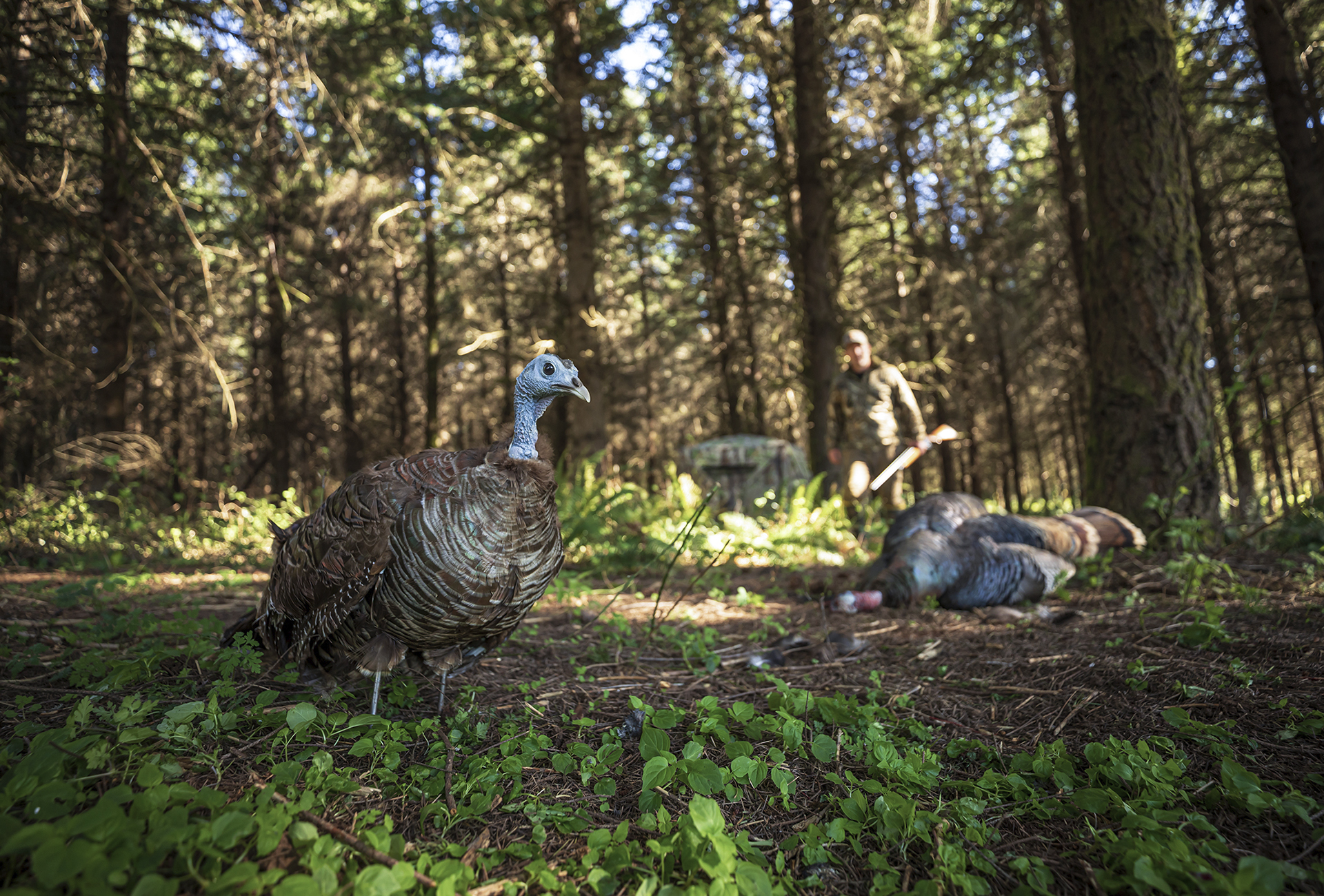 Final Approach Laydown Hen Decoy