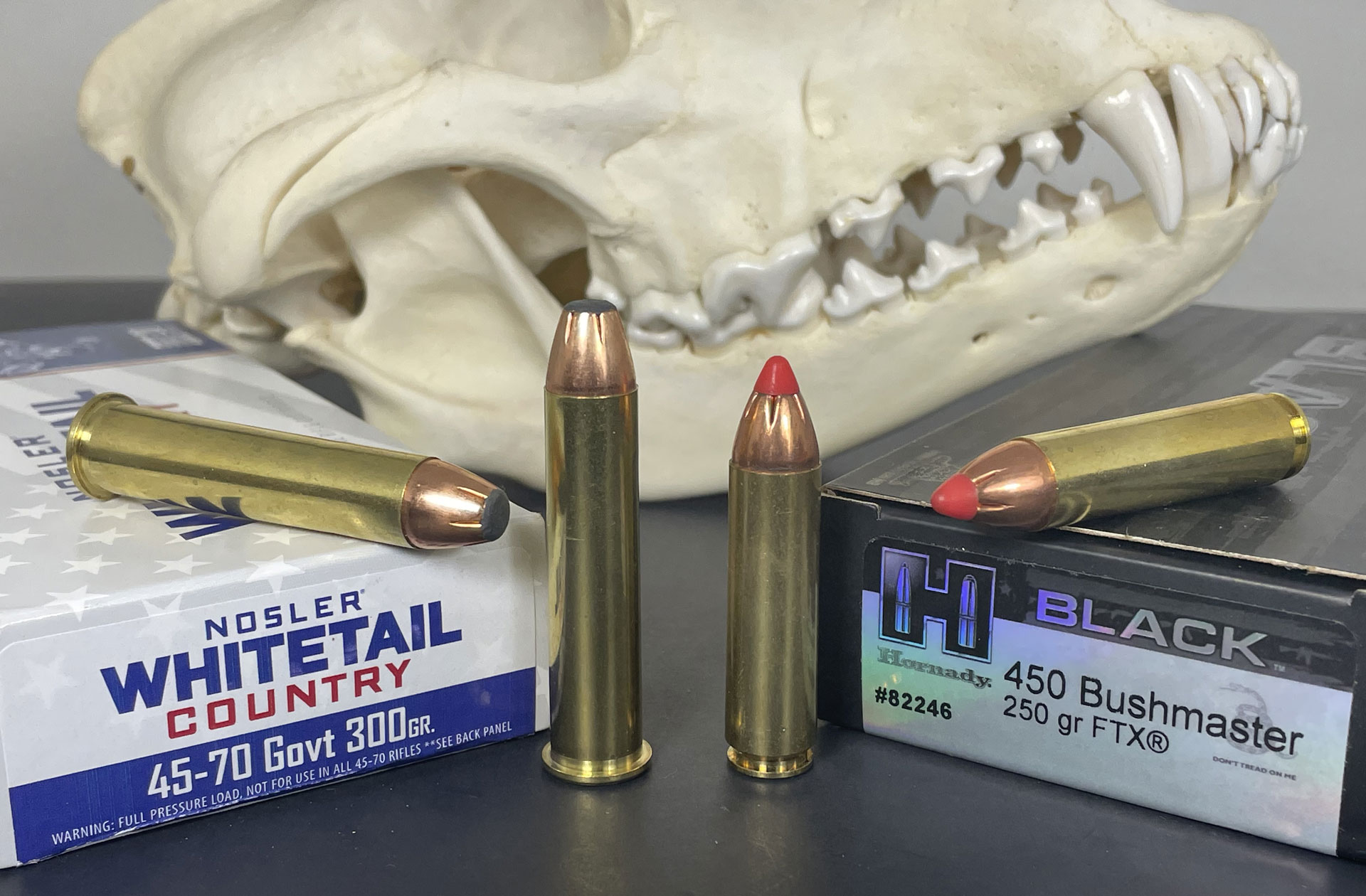 Bear Skull with ammo