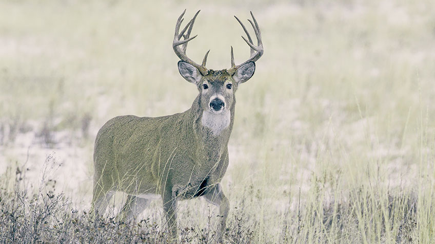 Tips and Tactics for Late-Season Bucks | An Official Journal Of The NRA