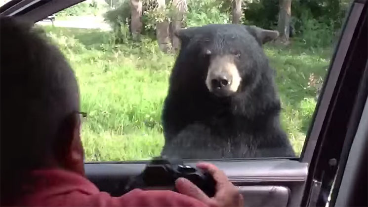 Watch: Bear Opens Car Door, Scares Tourists | An Official Journal Of ...