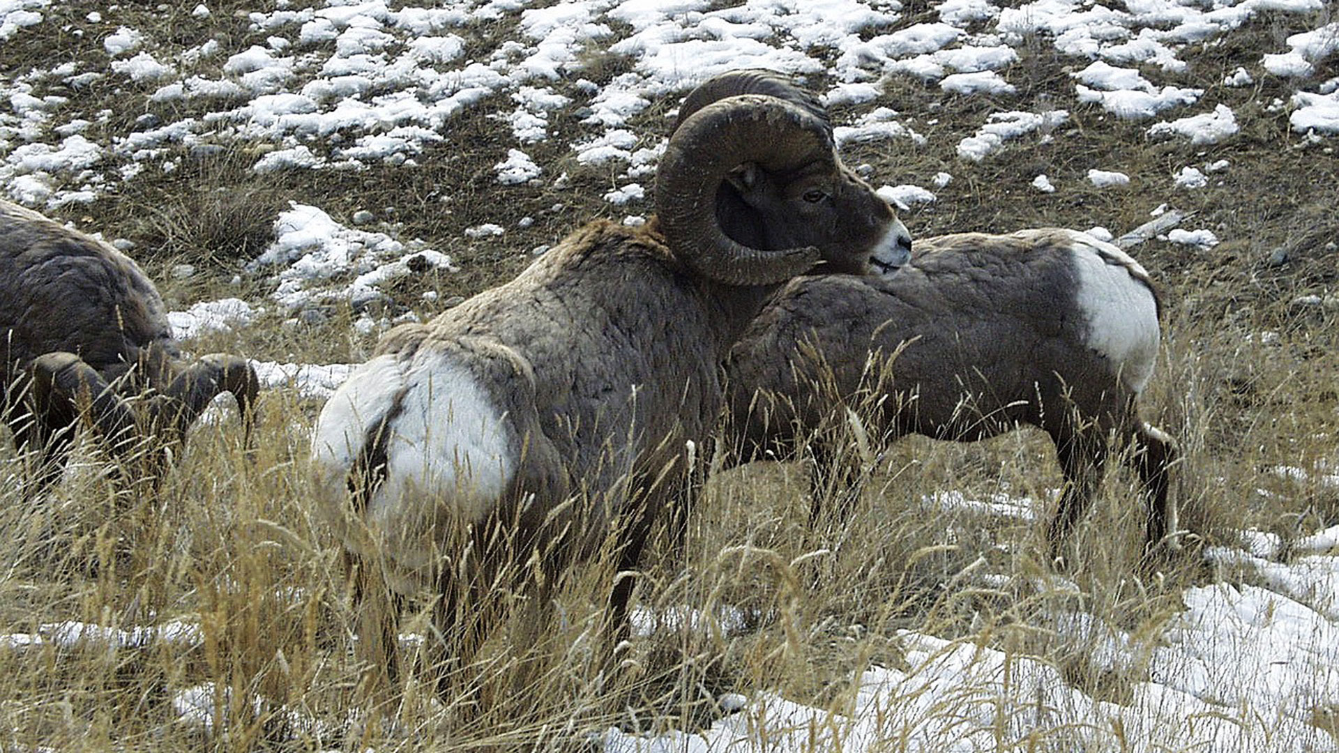 Bighorn Sheep Lede (1)