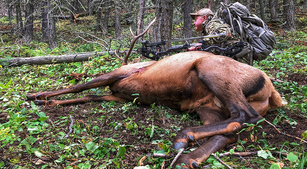 Man holding bow next to downed bull elk in timber.