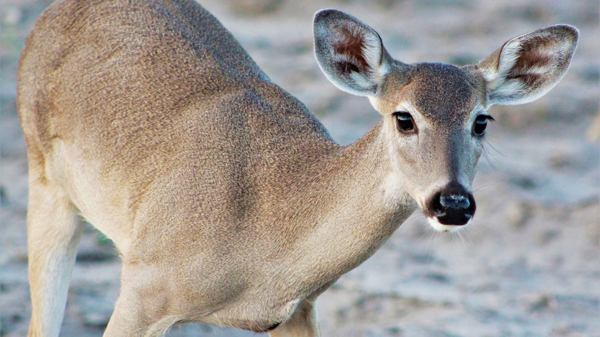 Doe Eyed