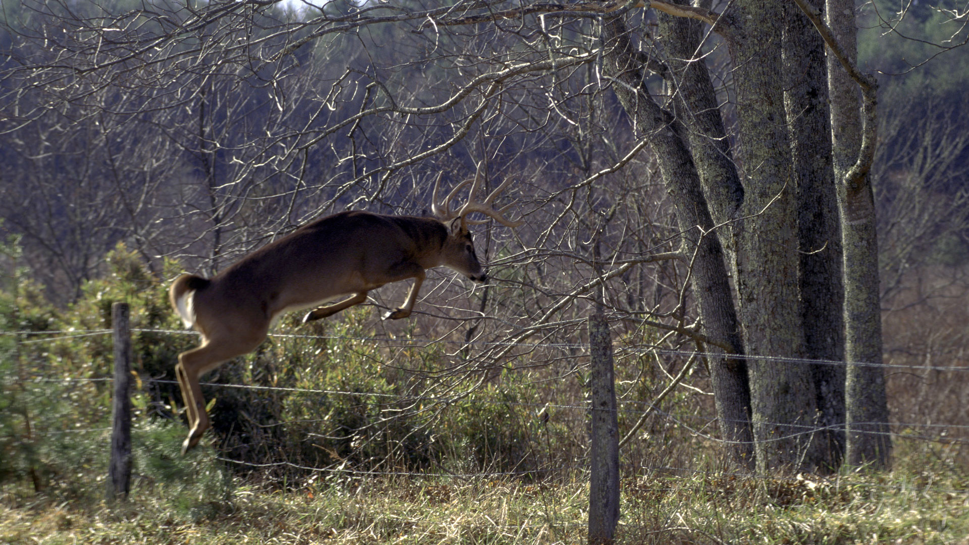 Buck Jumping Fence