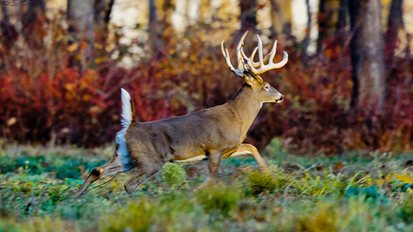 Know-How: Lessons From The Rut | An Official Journal Of The NRA