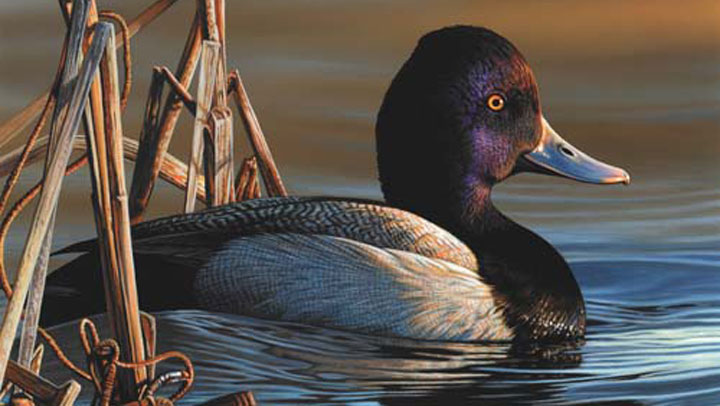 2021 2022 Federal Duck Stamps on Sale An Official Journal Of The NRA