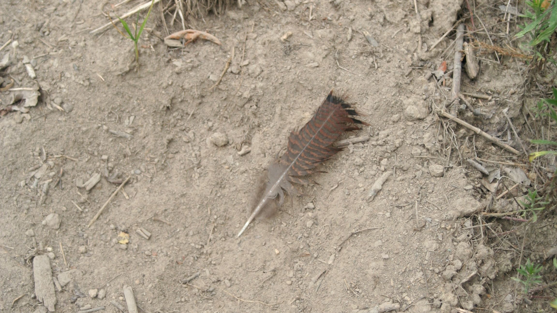 Feather in the dust