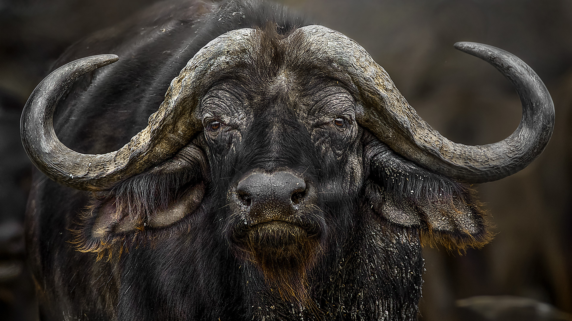 In The Hoofprints Of Giants Lead