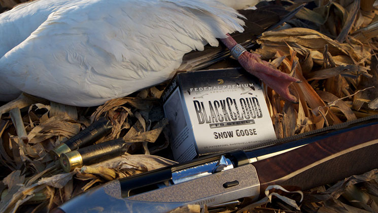goose_gal_f.jpg