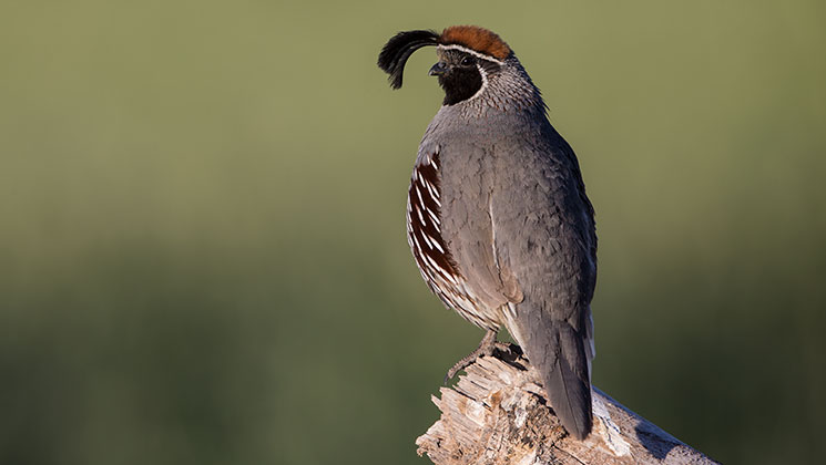 The Birds of Baja | An Official Journal Of The NRA